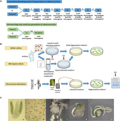 Accelerated Generation of Selfed Pure Line Plants for Gene Identification and Crop Breeding